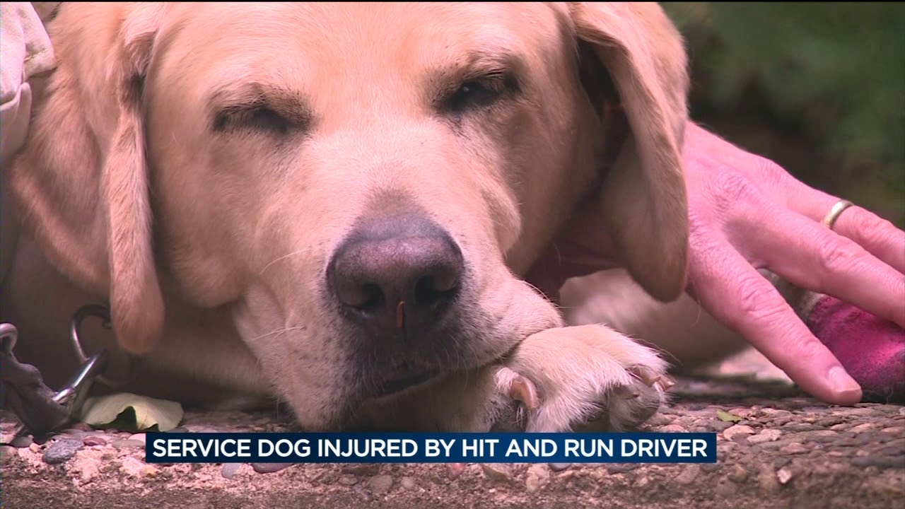 Madison police look for driver in service dog hit-and-run