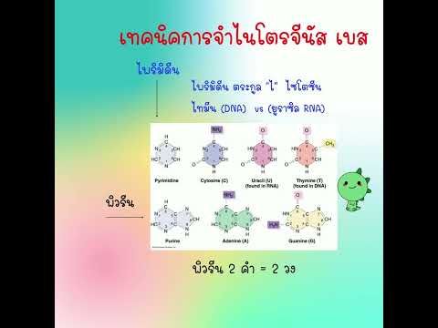 วีดีโอ: เบสไพริมิดีนชนิดใดที่พบใน DNA