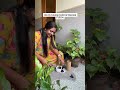 Collaboration with @pick your plant. #minivlog #dothingsyoudontwanttodo #badminton #dayhabits #vlog