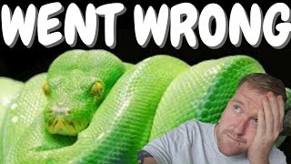 Bioactive Green Tree Python Setup Upgrade by NORTHERN EXOTICS 3,417 views 2 years ago 11 minutes, 44 seconds
