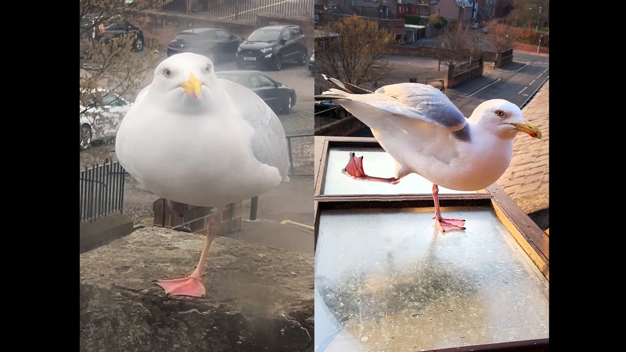 My Pet Seagull Does Tricks To Impress Me...