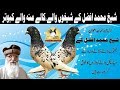 Shaikh muhammad afzal k shaikhonwaly kaly mounh waly medical waly kabotar  high flyer pigeons