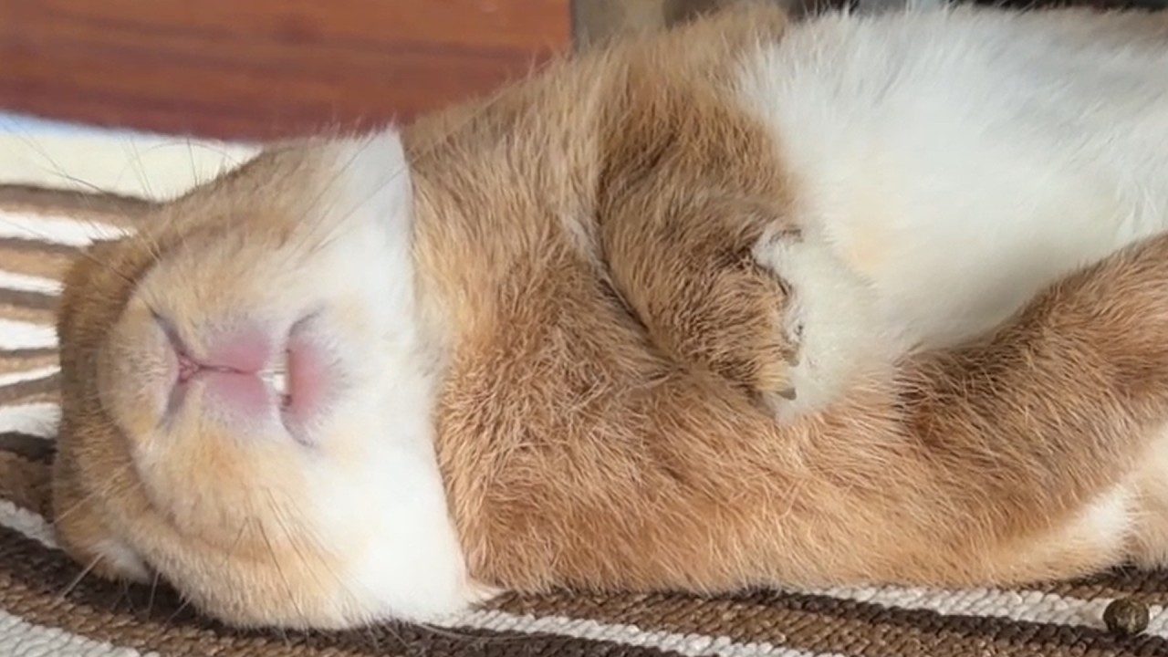 Actually, a rabbit smiling modestly while taking a nap (No