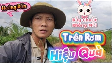 Hướng Dẫn Bẫy Chuột Không Cần Mồi Trên Rơm | Bẫy Là Dính