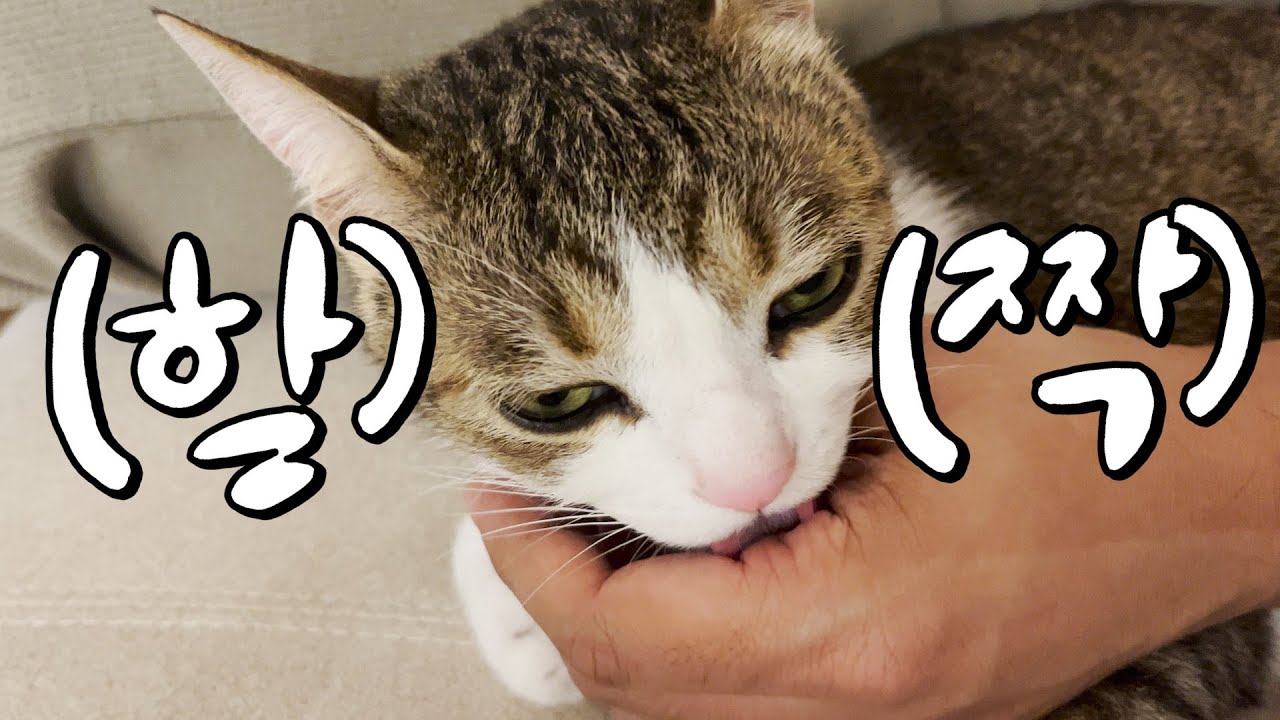  Update  sub) 고양이가 집사를 핥는 이유 4가지! 🤪👅