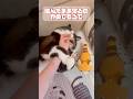 【猫動画】噛んだまま寝るのやめてもろて… #shorts #もちぞう