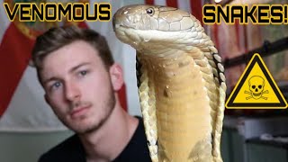 @ChandlersWildLife VENOMOUS Snake Tour! KING COBRA'S, MAMBA'S, & More!