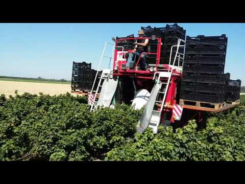 Video: Technologie Voor Het Oogsten Van Bessen