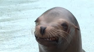 Polar Plunge 2014 | SeaWorld San Antonio