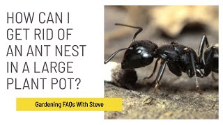 How can i get rid of an ant nest in a large plant pot?did you enjoy
this video? please: like | subscribe share commentabout steve:steve
bradley m.a m.hor...