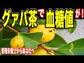 【糖尿病予防】「グァバ茶で血糖値が・・！！」糖尿病予防が期待できる飲み物５選！！管理栄養士からあなたへ！【 Mai's TV】
