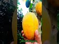Harvesting ripe Papaya #harvest #ripe #papaya #tree #fruit #shortvideo #food #fyp #buhayprobinsya