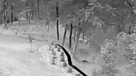 Bobcat creeping around on Axis Q1941-E  thermal camera