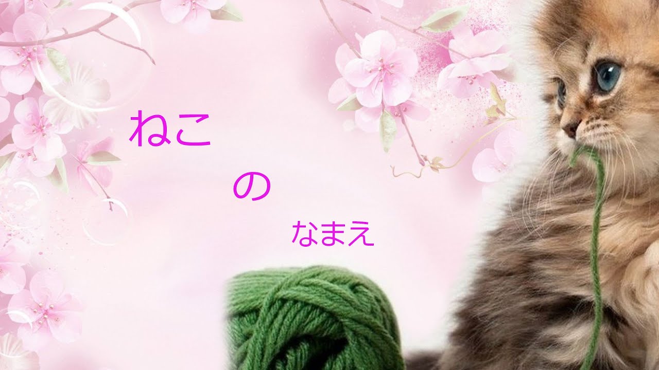 Какие в Японии имена дают котам и кошкам. 猫の名前