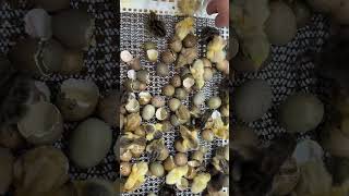Quail Fertility and Hatching