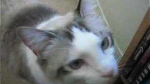 Video 6751481: flame point himalayan, himalayan female