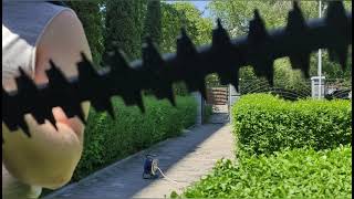 картинка: стрижка бирючины, чувствую себя парикмахером