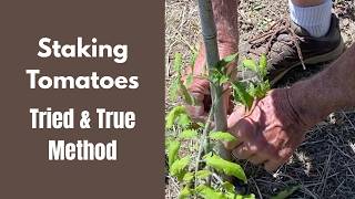 Staking Tomatoes: Tried & True Method
