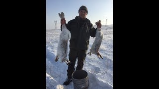 11.12.2017- Охота на зайцев. 11.12.2017- Охота на зайцев.