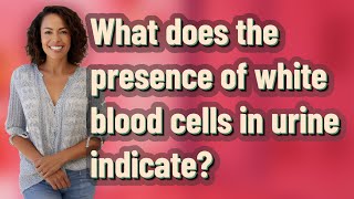 What does the presence of white blood cells in urine indicate?