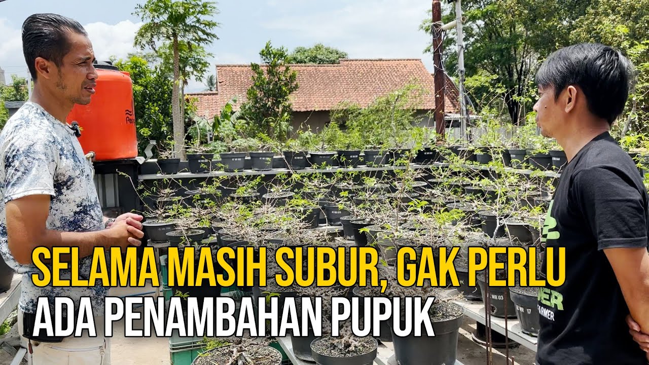 NGOBROLIN ANPUT (LAGI) BARENG KANG M-VECH