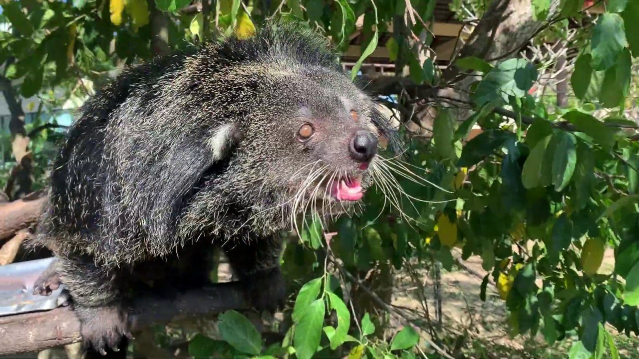 Unknown Animal at the ZOO in Thailand - YouTube