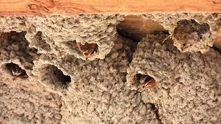 CLIFF SWALLOWS babies are hungry!