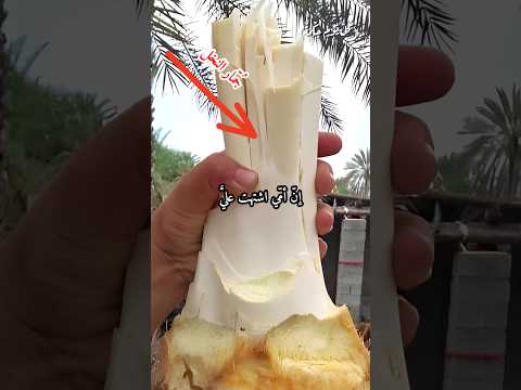 ما هو جمار النخل الذي قطع أسامة بن زيد نخلة ثمنية لأجلها قصة رائعة عن بر الأم من الشيخ سعود الشريم