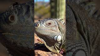 Iguana Stillness: Sun, Scales, and a Single Blink 🦎☀️🪨 #Shorts