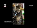 Real possum appears among toy animals in Australia airport gift shop