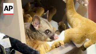 Real Possum Appears Among Toy Animals In Australia Airport Gift Shop