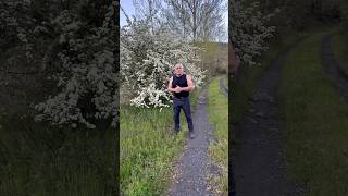 Conocéis el espino blanco o majuelo?