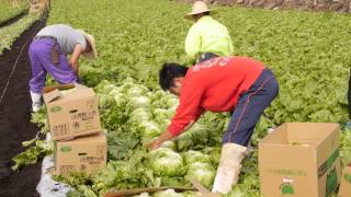 太陽に一番近い野菜たち 八ヶ岳野辺山の高原レタス Youtube