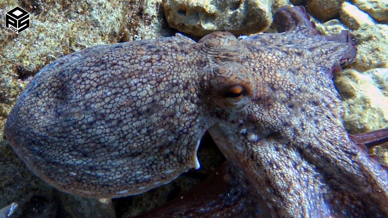 PESCASUB Polpi e Pesci Pesca in Tana Pesca subacquea Sottocosta BIG Octopus SPEARFISHING 2025