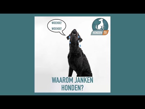 Video: Waarom huilen jachthonden?