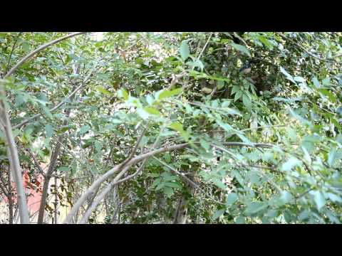 Scrub Jay Nest chick activity raw footage 5-01-2015 (6 clips) V18181