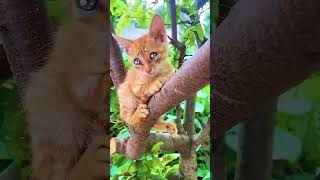 The Cat Is Similar In Anatomy To The Other Felid Species It Has A Strong Flexible Body