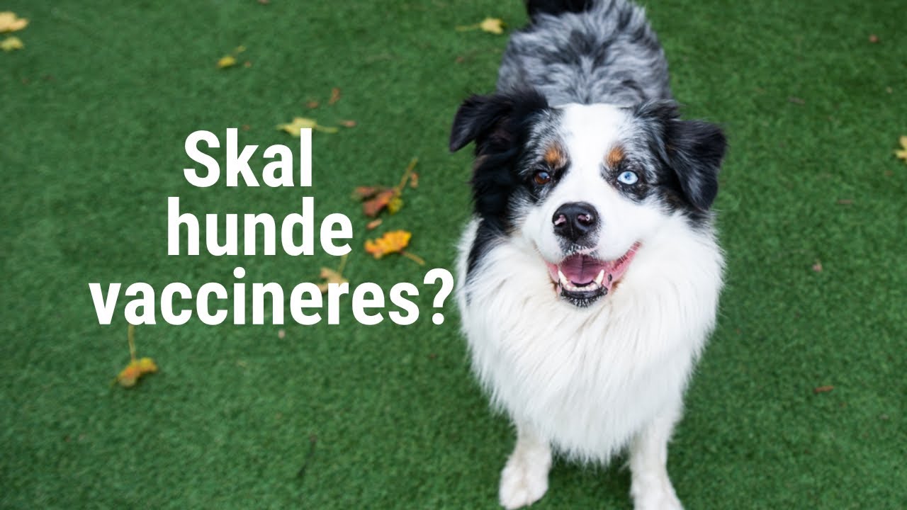 butik Modig At regere Grunde til at du bør få din hund vaccineret - Dyreværnet