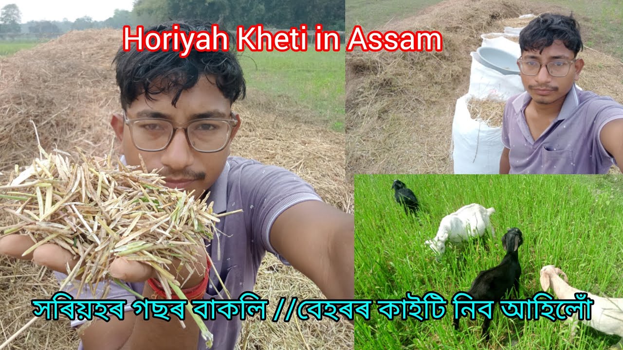 সৰিয়হৰ গছৰ বাকলি //বেহৰৰ কাইটি নিব আহিলোঁ //Horiyah Kheti in Assam #Horiyah Kheti #goatfarming #14