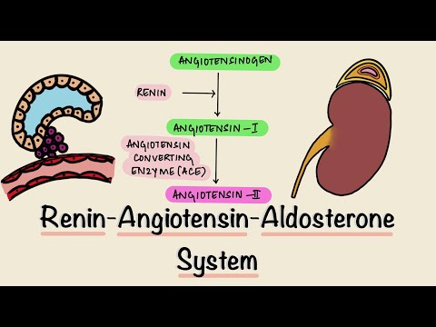 Renin Angiotensin Aldosterone
