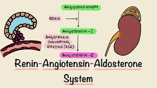 Renin Angiotensin Aldosterone System | RAAS | Juxtaglomerular Apparatus | JGA | Renal Physiology