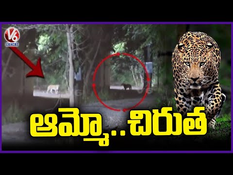 Tiger Spotted In Chandrapur | Maharashtra | V6 News - V6NEWSTELUGU