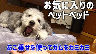 🐶犬をダメにするペットベットでガムをむしゃむしゃ。【トイプードルのグリィ】【犬】【dog】【toy poodle】
