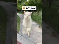 أجمل لاما Shorts 