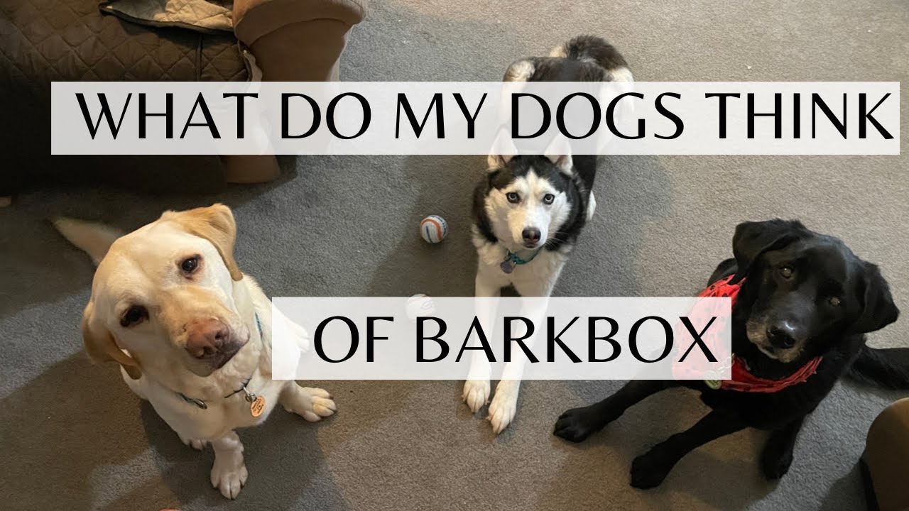 What Do My Dogs Think Of Barkbox YouTube what-do-my-dogs-think-of-barkbox-youtube