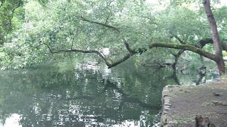 🌳 Enchanted forest with cloudy lake 🌊 and magical animals 🦆🐿️🐦 by UNIQUE LIFE DESIGN 101 views 9 months ago 21 minutes