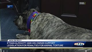 Ethan the dog and his owner support legislation on penalties for animal torture