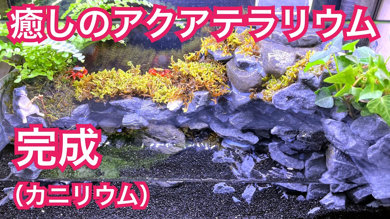 My Relaxing Aqua-Terrarium Is Complete (A Crab-arium for My