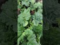 Rhubarb # spring# gardening # sprouts