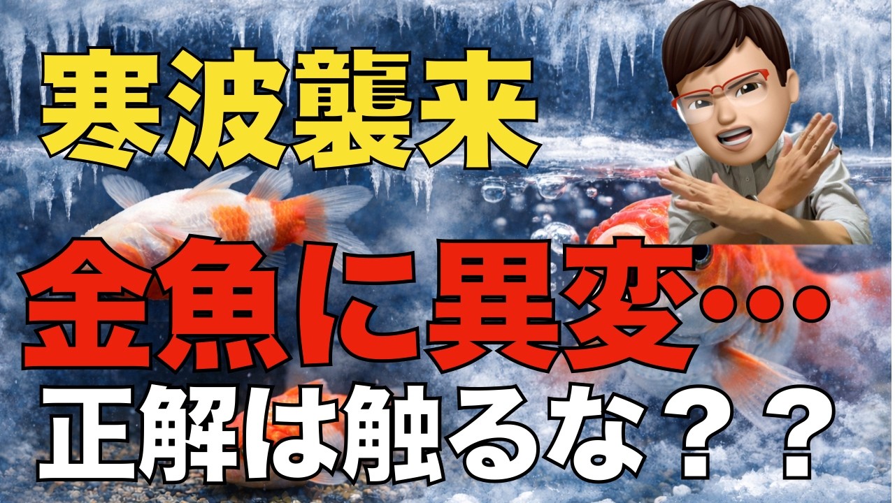 突然の寒波で金魚が急変！トラブル４選と対策